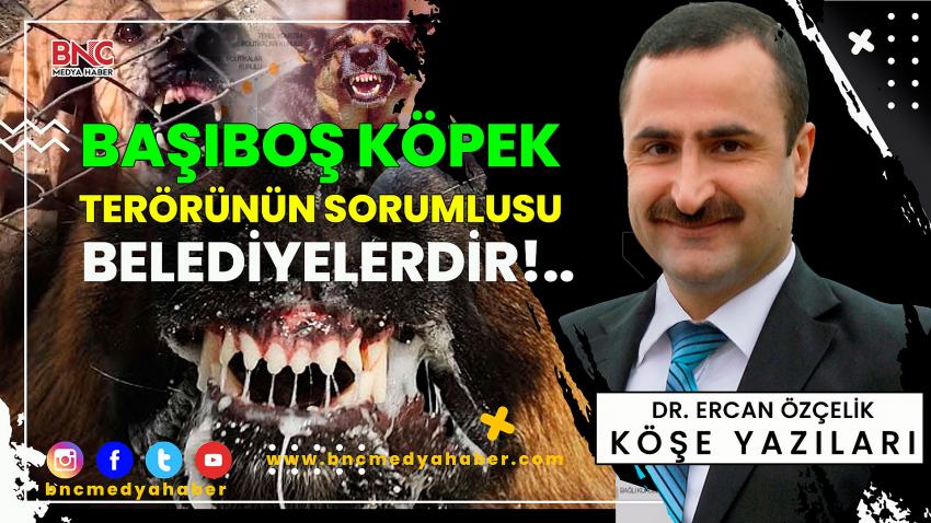 Başıboş Köpek Terörünün Sorumlusu Belediyelerdir!