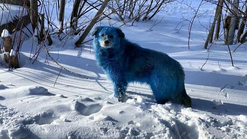 Efsunlu Mavi Köpeklerin Sırrı Çözüldü