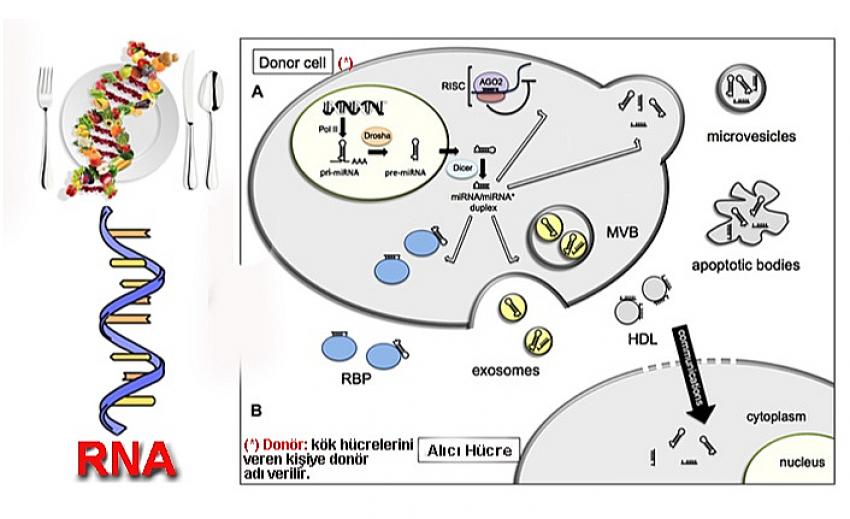 Gıdalara MikroRNA(*) Transferi Yapılırsa!?