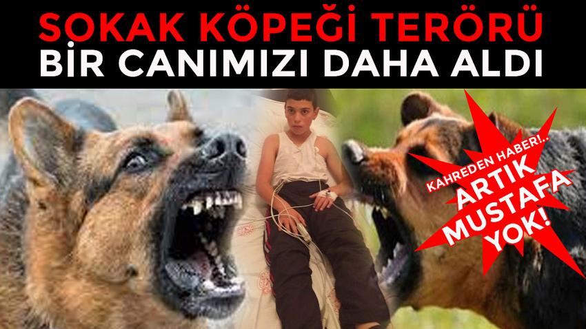 Kahreden Haber!.. Artık Mustafa Yok! Köpek Terörü Bir Can Daha Aldı!..