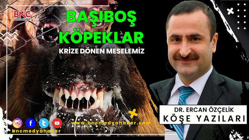 Krize Dönen Meselemiz: #BaşıboşKöpekler