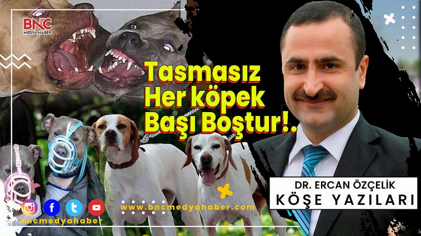 Tasması Olmayan Her Köpek Başıboştur!