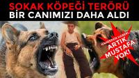 Kahreden Haber!.. Artık Mustafa Yok! Köpek Terörü Bir Can Daha Aldı!..