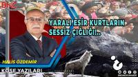 Yaralı Esir Kurtların Sessiz Çığlığı